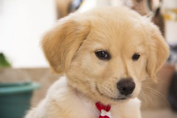 8 Dog Breeds with the Most Endearing Puppy-Dog Eyes