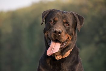 How to Clean a Rottweiler’s Ears