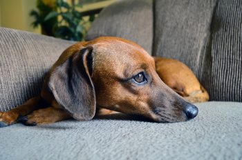 10 Dog Breeds Most Likely To Steal Your Spot On The Couch