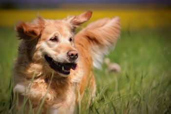 10 Dog Breeds That Are Better Than Alarm Clocks