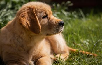 Are Golden Retrievers The Worst Dog? – Food for Thought