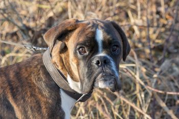 How to Clean a Boxer’s Ears