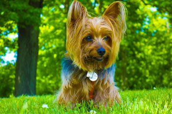 How to Help a Yorkie Lose Weight