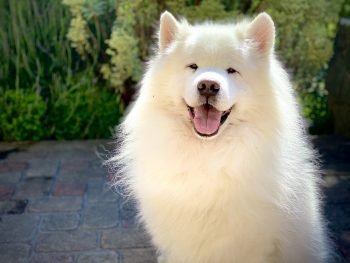 How to Clean a Samoyed’s Ears