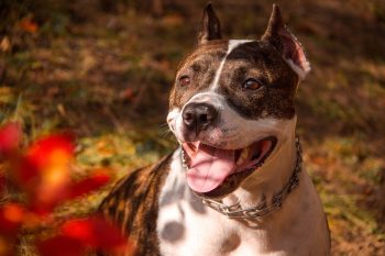 Can Pit Bulls Eat Blueberries?