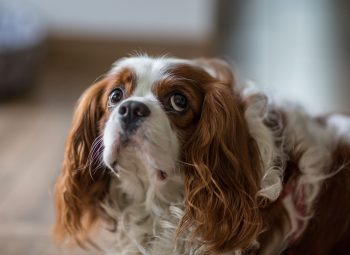 Are Cavaliers The Worst Dog? – Food for Thought