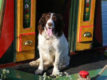 How to Help an English Springer Spaniel Lose Weight