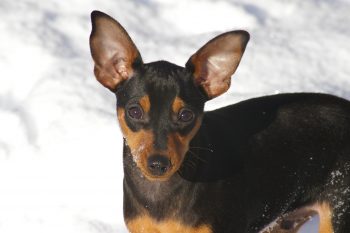 How to Clean a Miniature Pinscher’s Ears