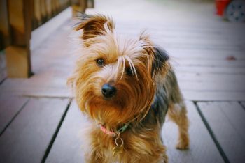 Can Yorkies Eat Bananas?