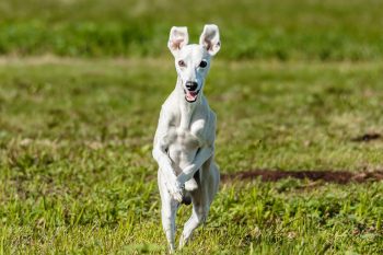 How to Clean a Whippet’s Ears