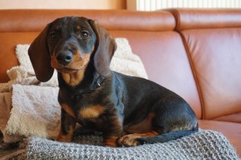 Can Dachshunds Eat Bananas?