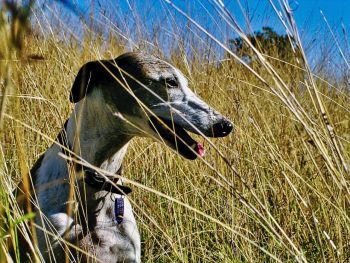 Are Whippets The Worst Dog? – Food for Thought