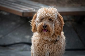 How to Help a Labradoodle Lose Weight