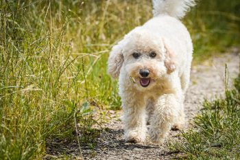 How to Clean a Poodle’s Ears