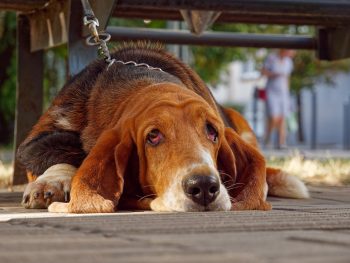 10 Dog Breeds That Are the World’s Worst Guard Dogs