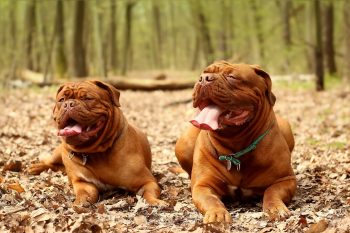 How to Clean a Dogue de Bordeaux’s Ears