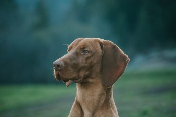 Are Vizslas The Worst Dog? – Food for Thought