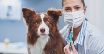 Dog Vaccines: What To Know About Dogs and Vaccinations