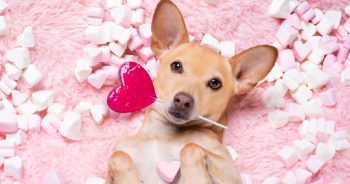 Show Your Dog Some Love With These 14 Valentine’s Day Gifts For Dogs
