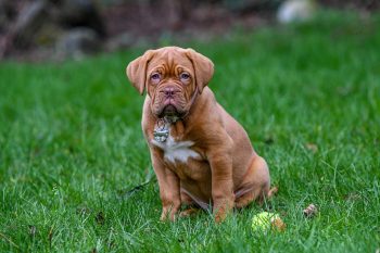 How to Help a Dogue De Bordeaux Lose Weight