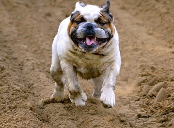 12 Dog Breeds That Are Adorably Clumsy and Awkward
