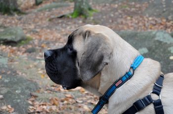 How to Help a Mastiff Lose Weight