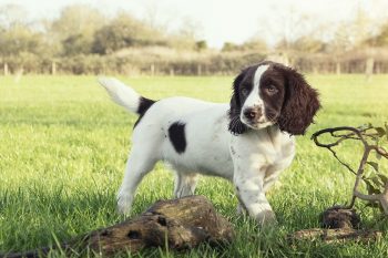 How to Clean an English Springer Spaniel’s Ears