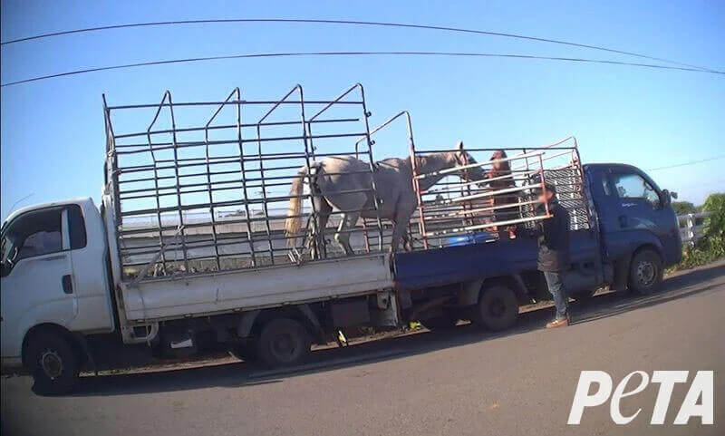 Breaking: American Racehorse Is Coming Home After 11th-Hour Rescue From Korean Slaughterhouse