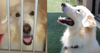 Adopted And Returned Multiple Times, Dog Wonders If His Day Has Come