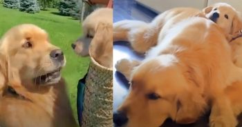 Golden’s Indifference For Baby Brother Changes When Puppy Needs Protection