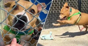 Villainous Shelter Dog Melts For A Plush Toy