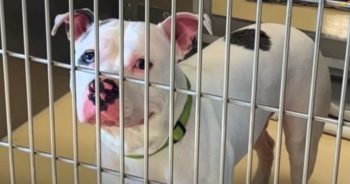 Woman Went Home Feeling Guilty That Dog She Loved Remained In A Cage