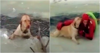 Dog Treads Frigid Icy Waters, Loses Consciousness As Guy Pulls Him Out