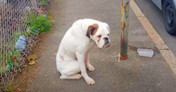Boxer Tied To Pole Stared At Passersby Hoping His Owner Was Among Them