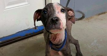 Skinny Puppy Found On Train Tracks Learns He’s Getting His Wish