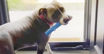 Dog Living By Auto Shop Wants To Be Noticed, So He Shows Off His Blue Stick