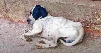 Dog Ditched At School Adored The Kids But Was Lonely When They Went Home