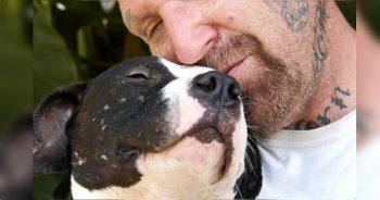 Guy Fills His Home With Unwanted Pit Bulls That Have X’s On Their Cages