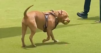 People At Dog Park Won’t Allow Their Pups To Play With This Pit Bull