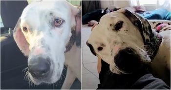 Great Dane’s Confidence Is Shattered When Her Owner No Longer Wants Her