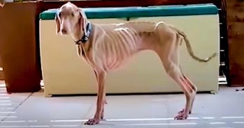 Woman Tries To Save Her Skeletal Dog That Was ‘Perfectly Healthy’