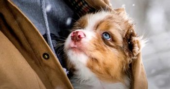 Old Man Picked Up Puppy Hiding Rare Condition So He Could Feel His Heartbeat