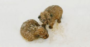 While Walking In -20 Degrees, Dad And Son Come Across Shivering Puppies