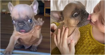 Puppy With ‘Alien Features’ Gives Thanks To Girl Who Doesn’t Judge Him