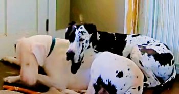 Great Dane ‘Pours Her Love’ Onto Foster Brother Terrified Of Being Alone