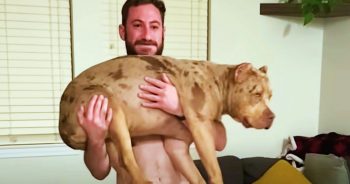 Guy Enamored With Foster Pittie Tries To Talk Girlfriend Into Keeping Her