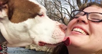 Neglected Pit Bull Persuades Girl To Adopt Her, But Dad Doesn’t Want A Dog