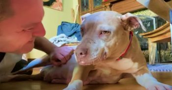 Guy Fostered Pittie & Babies Reunites With Her, Hopes She Remembers Him