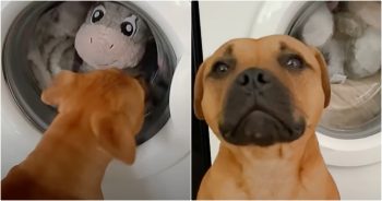 Mom Dares To Wash Her Pup’s ‘Most Cherished’ Toy, Dog Pouts In Protest