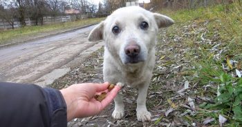 Harrowing Rescue Of Hopeless Dog With Disheartening Past